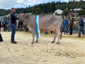 champion ob 203